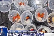 德阳@铲屎官们 养“异宠”或危害国家安全 这些行为违法了