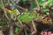 德阳云南南滚河保护区首次发现红唇棘蜥