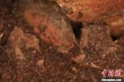 德阳江西发现蜘蛛新物种 为研究呵叻蛛属适应区域提供依据