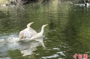 德阳吉林：罕见白鸬鹚连续两年“故地重游”