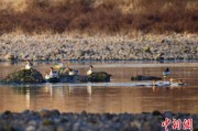 德阳歙县完成安徽首个县域生物多样性调查 共记录物种近4千种